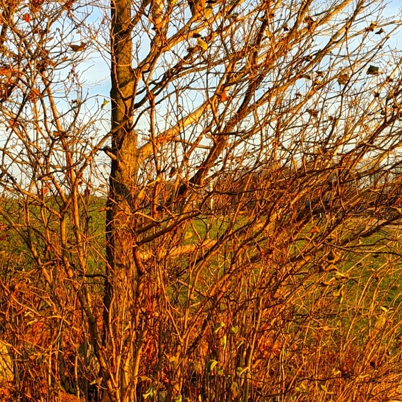 Meet your Posher, Melissa - Picture 1 of 1